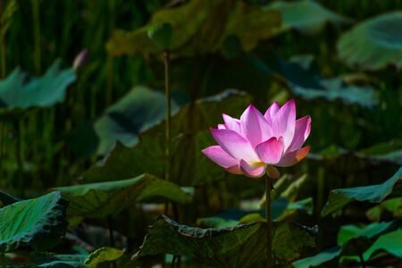 Pink lotus flowers blooming with green leaves in the canalの写真素材