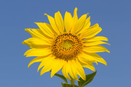 Sunflower with blue skyの写真素材