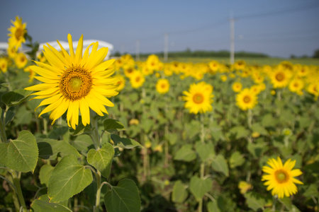 Field of blooming sunflowersの写真素材