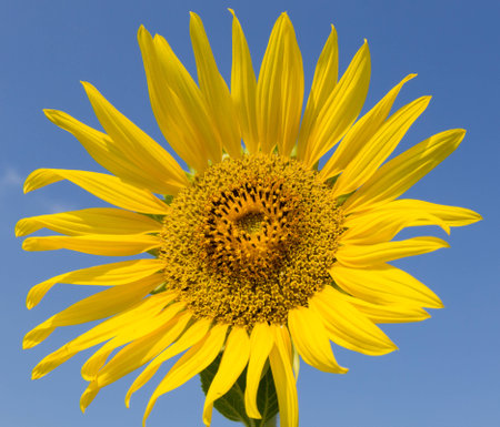 Sunflower with blue skyの写真素材