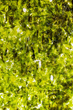 Sheet of fried seaweedの写真素材