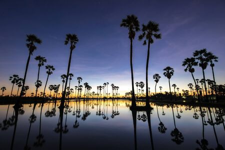 beautiful sunset reflection of silhouettes Palm tree , landscape thailandの写真素材