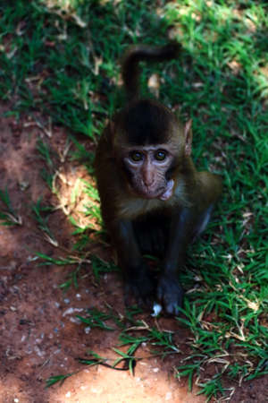 monkey child