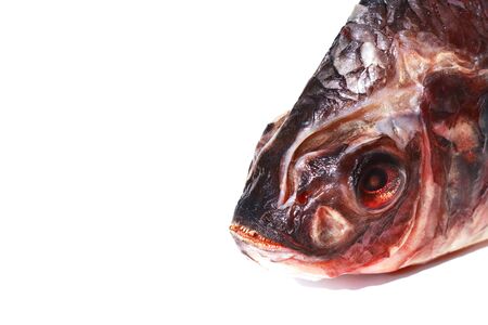 the fish is crippledの写真素材