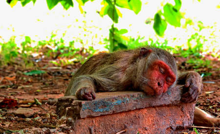 a monkey sleepsの写真素材