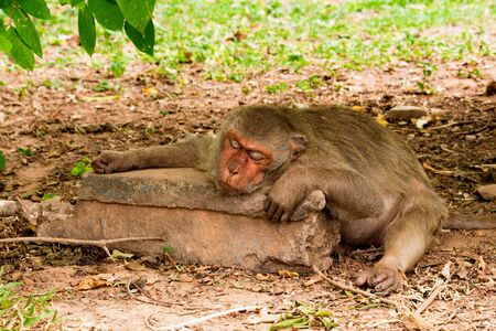 a monkey sleepsの写真素材