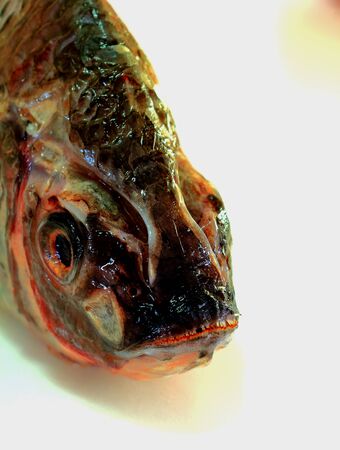 fresh-water fish