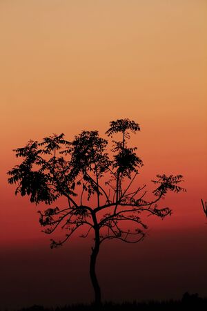 tree,の写真素材