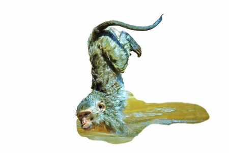 a monkey swimsの写真素材