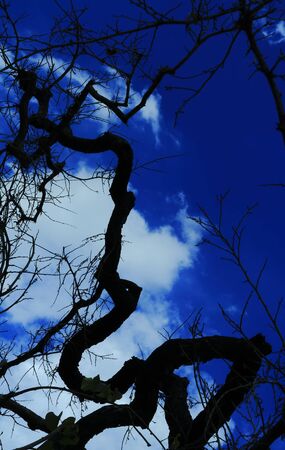tree,の写真素材
