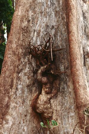 tree,