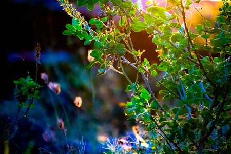 grass,sunlight