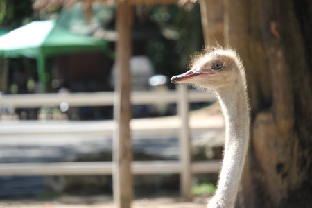 Ostrich eye in Khao Kheow Open Zoo,Chonburi,Thailandの写真素材