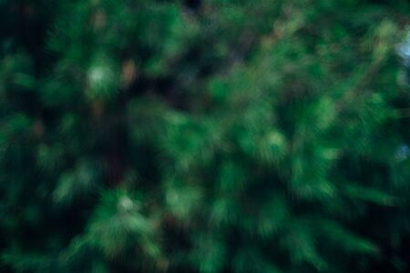 abstract green bokeh background from the nature.の写真素材