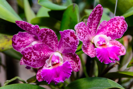 Pink Cattleya  orchid in Thailand,Close up of beautiful orchid.の写真素材