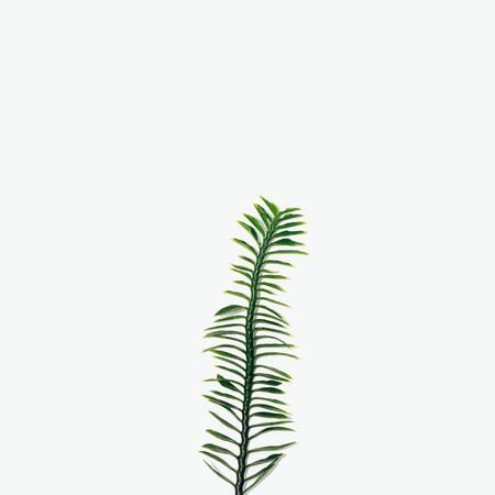 concept layout green leaf isolated on white background. muchlenbeckia platyclada meissn (polygonaceae)の写真素材