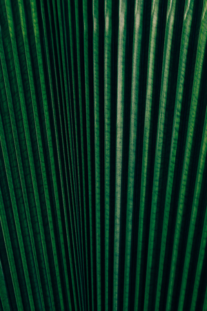 green leaves pattern , nature background , low key, a close up of palm leaf texture. (Licuala grandis)の写真素材