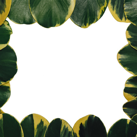 green leaf isolated on white background. Balsam apple, Balsam-fig cupey, Copey, Scotch-attorney,...