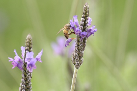 Bee on a violet flower   