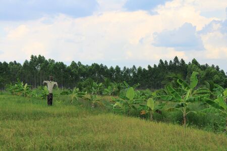 Scarecrow in rice field, Thailandのeditorial素材