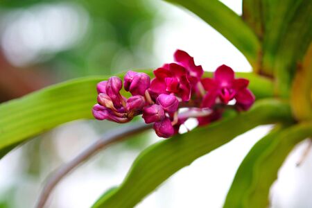 Purple orchidの写真素材