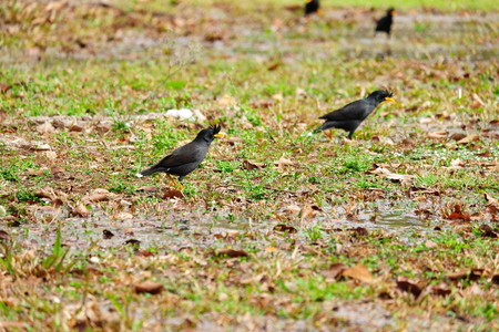 Bird egretの写真素材