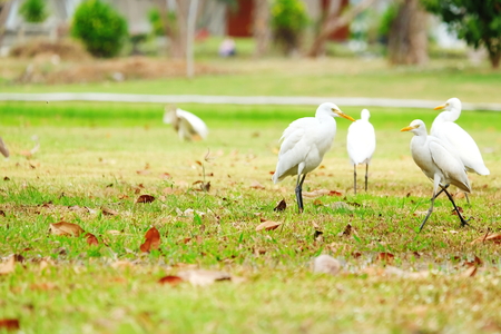 Bird egretの写真素材