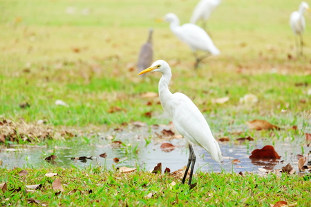 Bird egret