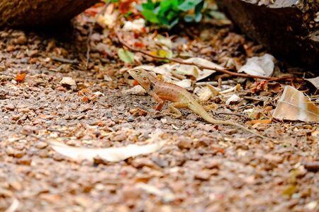 While the lizards are seen not to be a victim.の写真素材