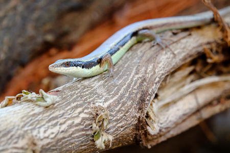 Iguana in the garden.の写真素材