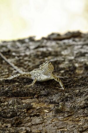 Brown lizard,beauty colorful background blur