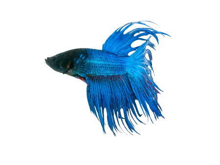 capture the moving moment beautiful of siam blue halfmoon betta fish in thailand on white background.の写真素材