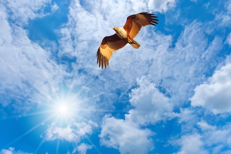 Falcon flying in the sky