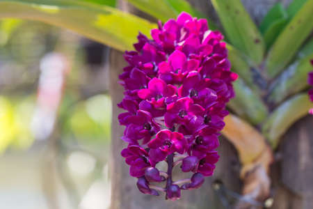 Close up of orchid flowers in the park.の写真素材