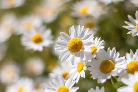 Beautiful white daisies flowersの写真素材