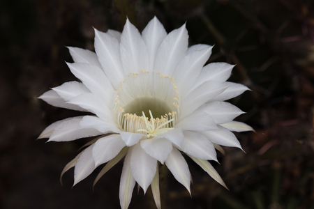White Cactus flower.の写真素材