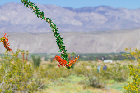Ocotillo flowers blooming and leaves in blue sky.の写真素材