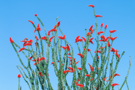 Ocotillo flowers blooming and leaves in blue sky.の写真素材