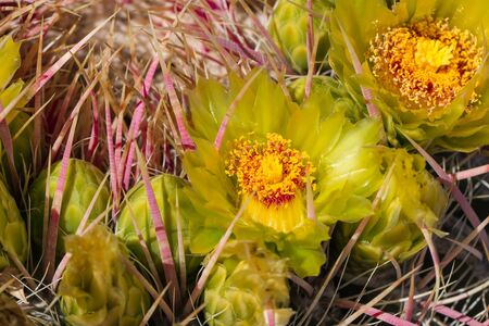 Beautiful blooming wild desert yellow cactus flowers.の写真素材