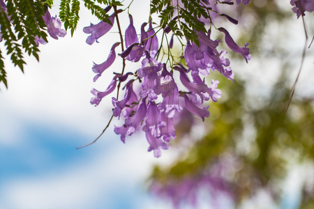 Jacaranda flower in blue sky background.の写真素材