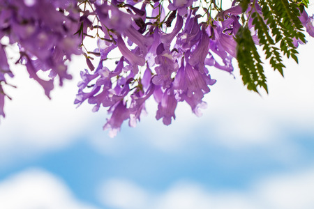 Jacaranda flower in blue sky background.の写真素材