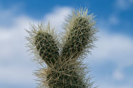 Cholla cactus in Arizona desert.の写真素材