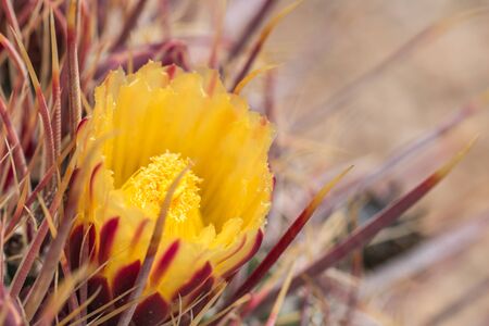 Yellow cactus flowers in desert.の写真素材