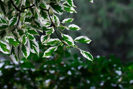 white and green leaves.