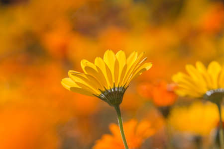 Yellow daisy flowers.の写真素材