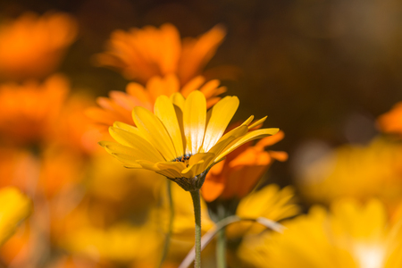 Yellow daisy flowers.の写真素材