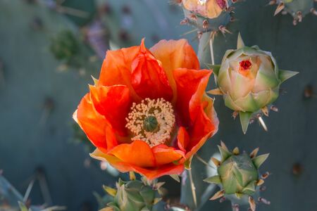 Orange Prickly Pear Cactus Flowerの写真素材