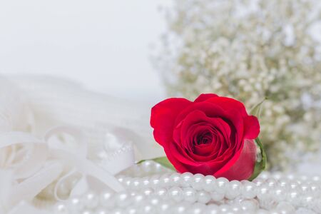 Close up of red roses on white background.の写真素材