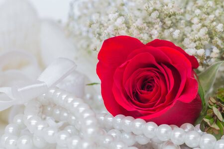 Close up of red roses on white background.の写真素材