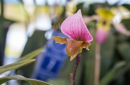 Close up of orchid flower in the park.の写真素材